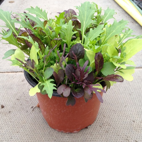 Cut & Come Again Salad leaf Seeds